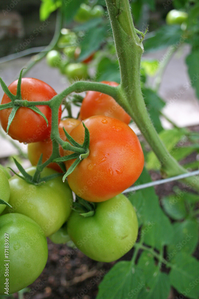 ripening tomatoes