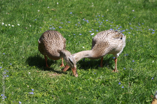 Laufenten photo