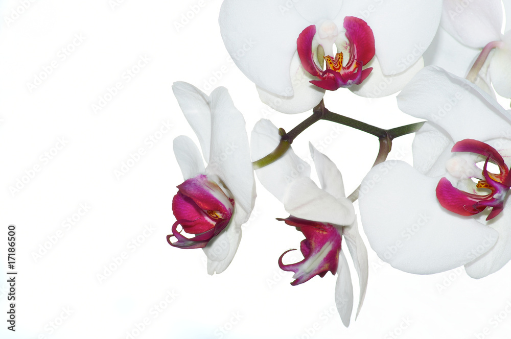 Fototapeta premium White orchids with purple cores