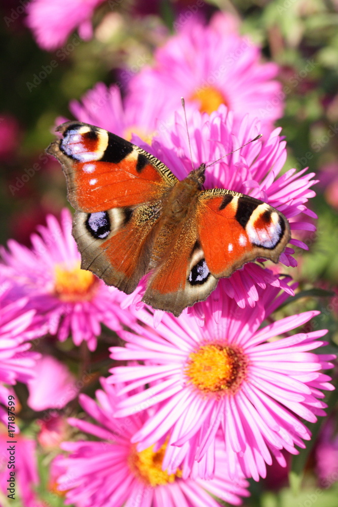 Obraz premium Tagpfauenauge, Herbstaster