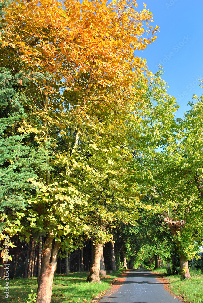 Naklejka premium Viale nel parco