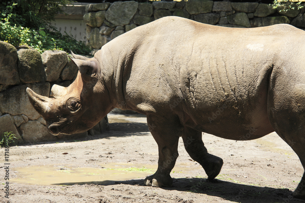 Obraz premium ヒガシクロサイ