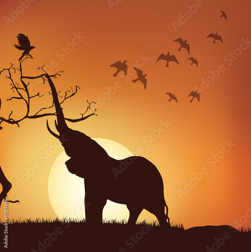 silhouette of elephant