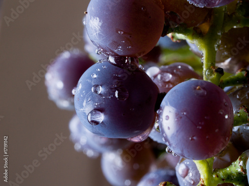 Grapes on The Vine
