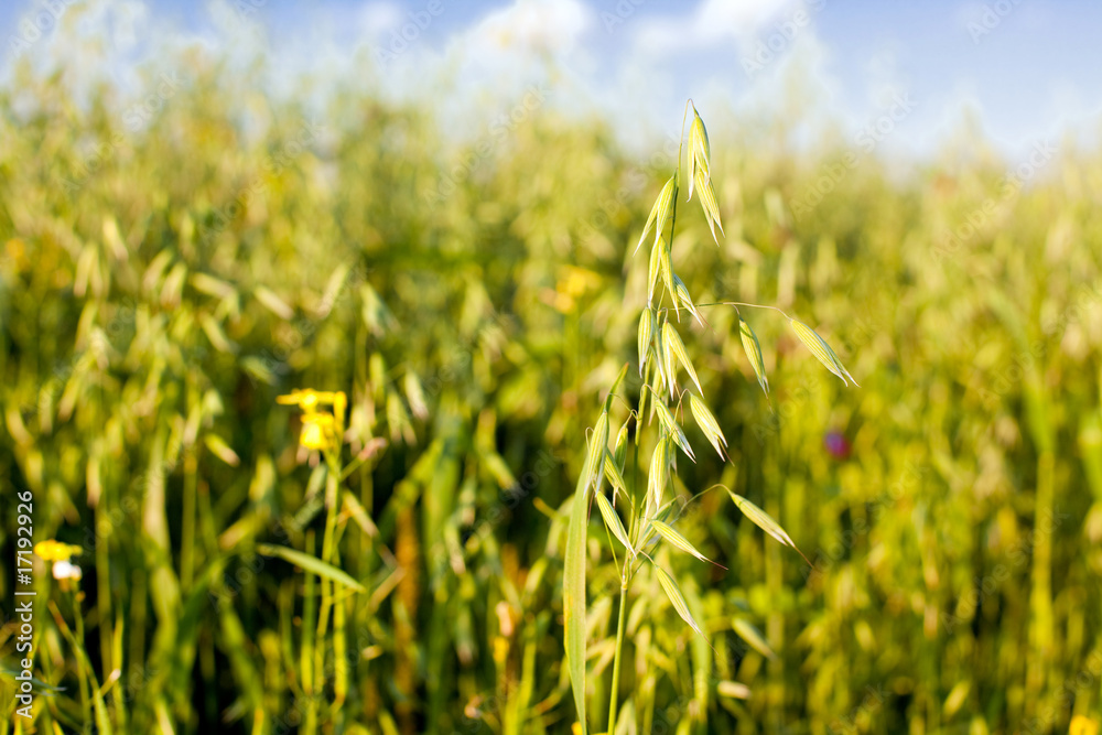 Fototapeta premium oat in a cereal field