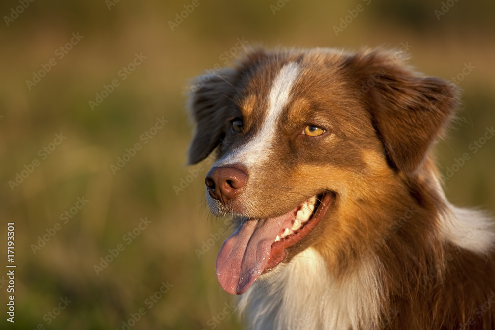 Australian Shepherd Portrait Australian Shepherd Portrait