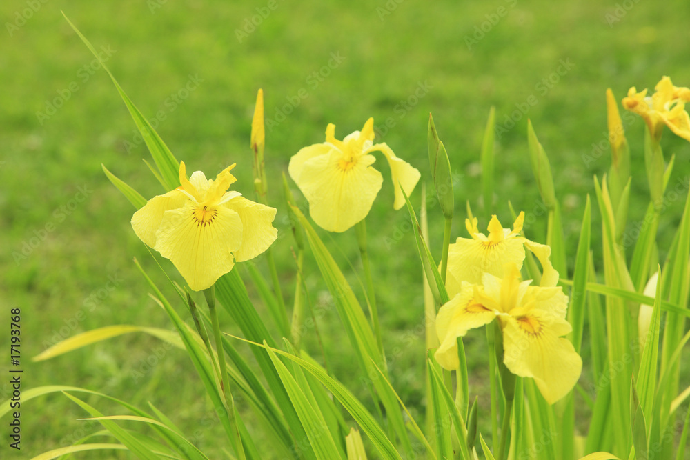 Obraz premium 花菖蒲