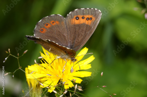 arran brown, erebia ligea photo