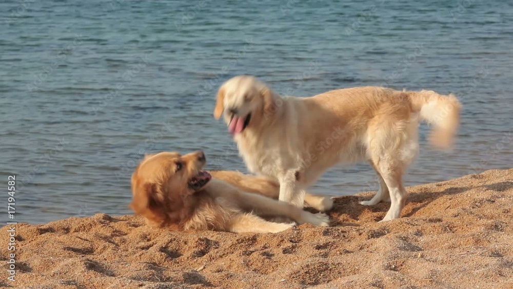 Two golden retrievers playing together at the beach Two golden retrievers playing together at the beach