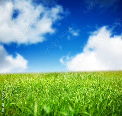 spring green field of grass