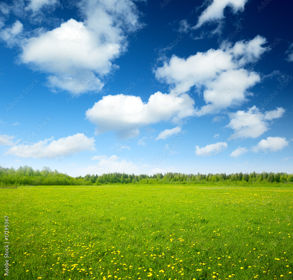 Obraz premium field of spring flowers and perfect sky