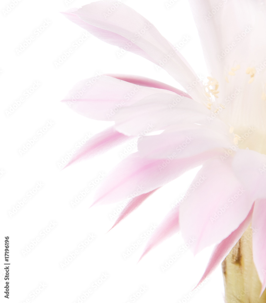 Cactus blooms isolated on white background