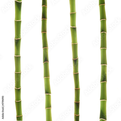 lucky bamboo stems over white