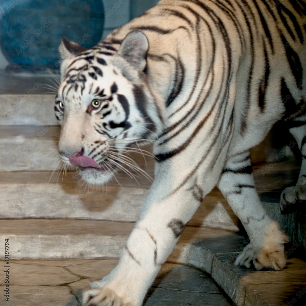 Obraz premium White Tiger