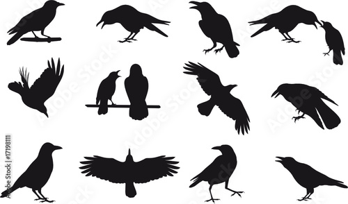 Raven vector