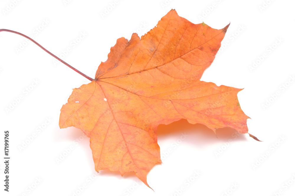 Autumn leaves isolated on white Autumn leaves isolated on white