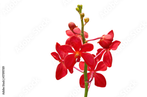 Fototapeta Naklejka Na Ścianę i Meble -  Red orchid