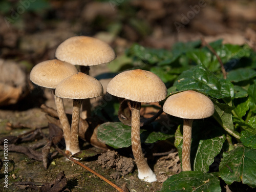 Champignons bruns