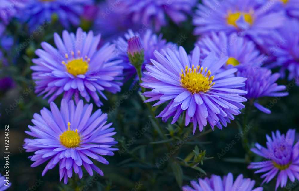 flower flower