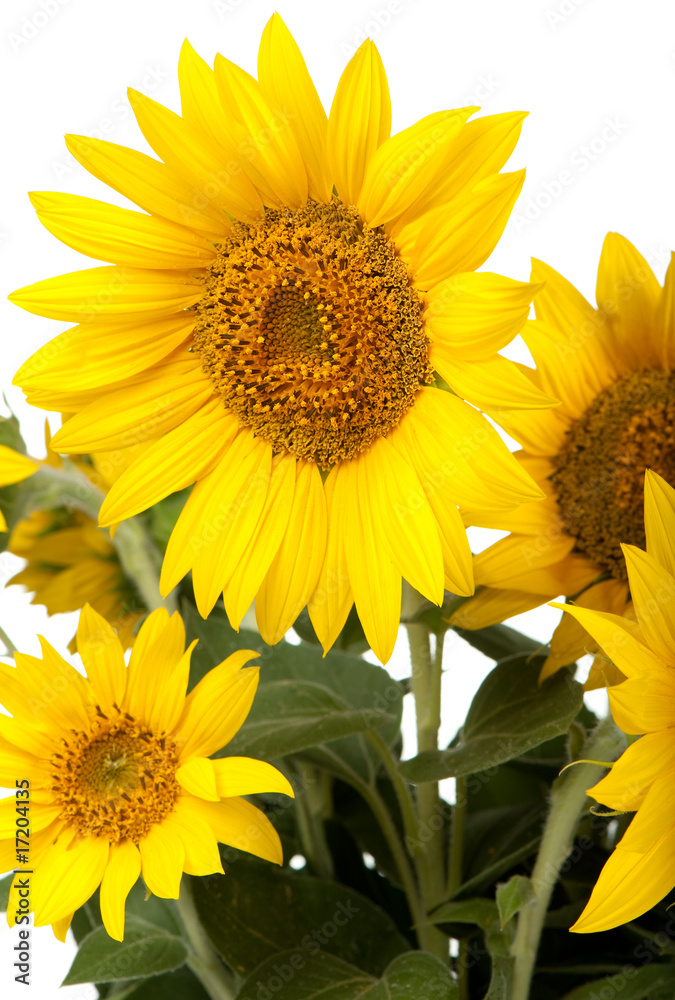 Naklejka premium sunflowers isolated