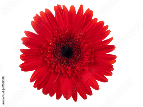 Red gerbera against white background