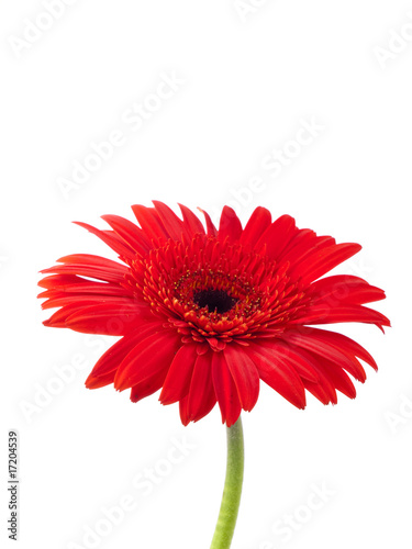 Red gerbera against white