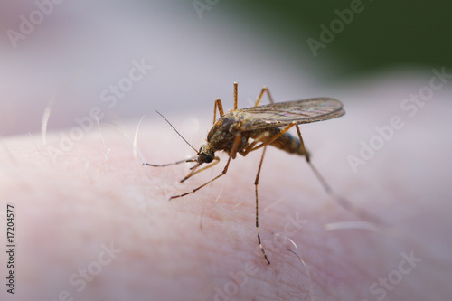 bloodsucking mosquito on my hand