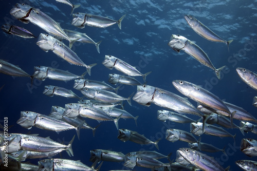 striped mackerel