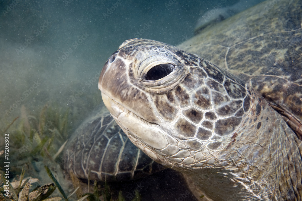 Obraz premium Green turtle enjoying lunch.
