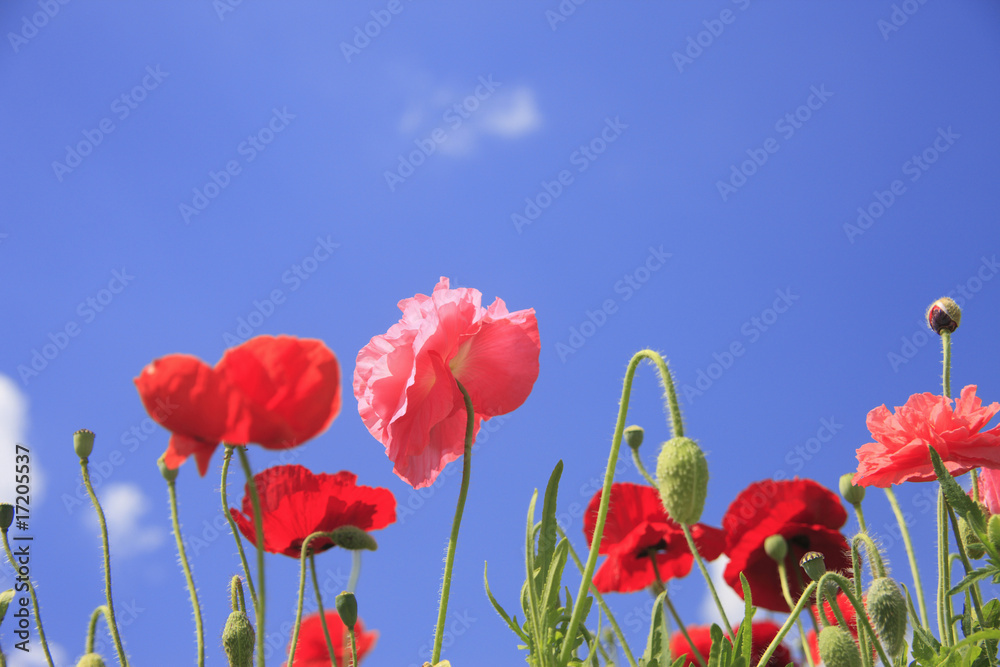 Obraz premium ポピー