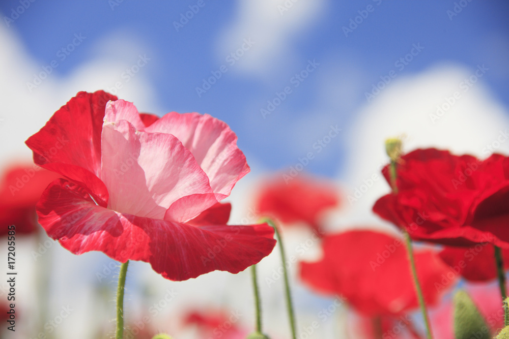 Naklejka premium ポピー