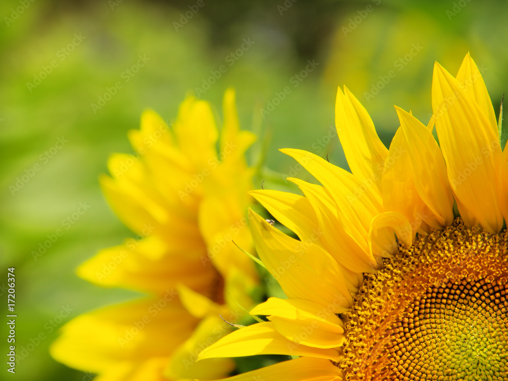 Fototapeta premium sunflower closeup