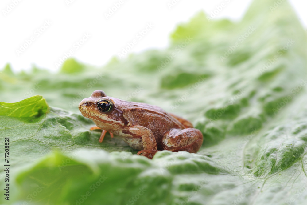 Obraz premium small frog very close up
