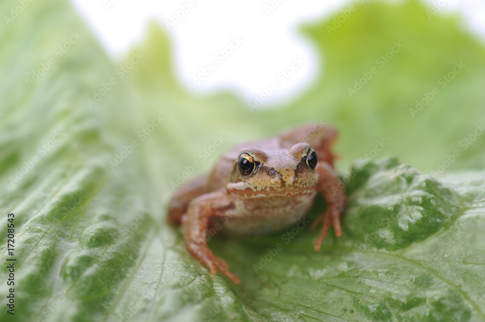 Fototapeta premium small frog on green leaf