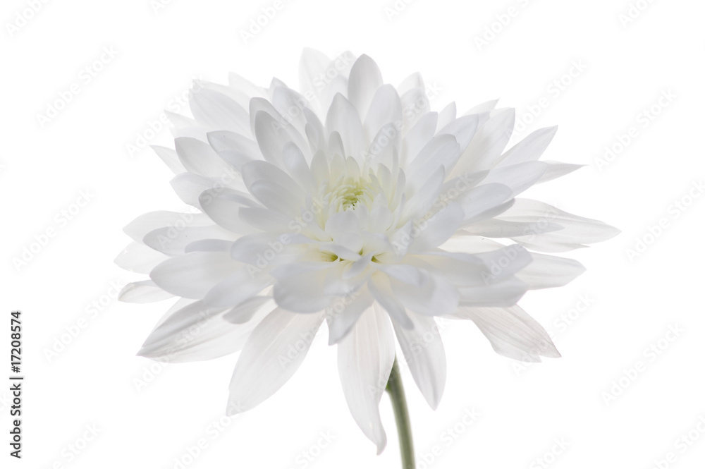 Daisy isolated on white