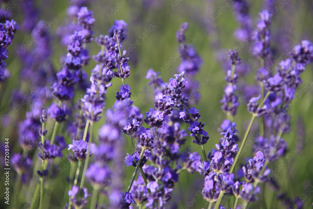 Naklejka premium ラベンダー