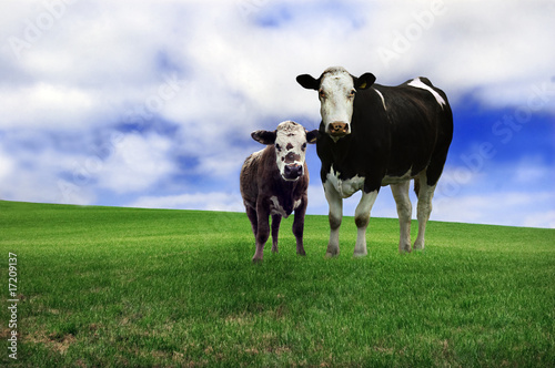 Cow and calf