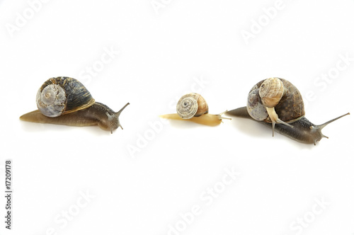 Family of snails isolated over white. photo