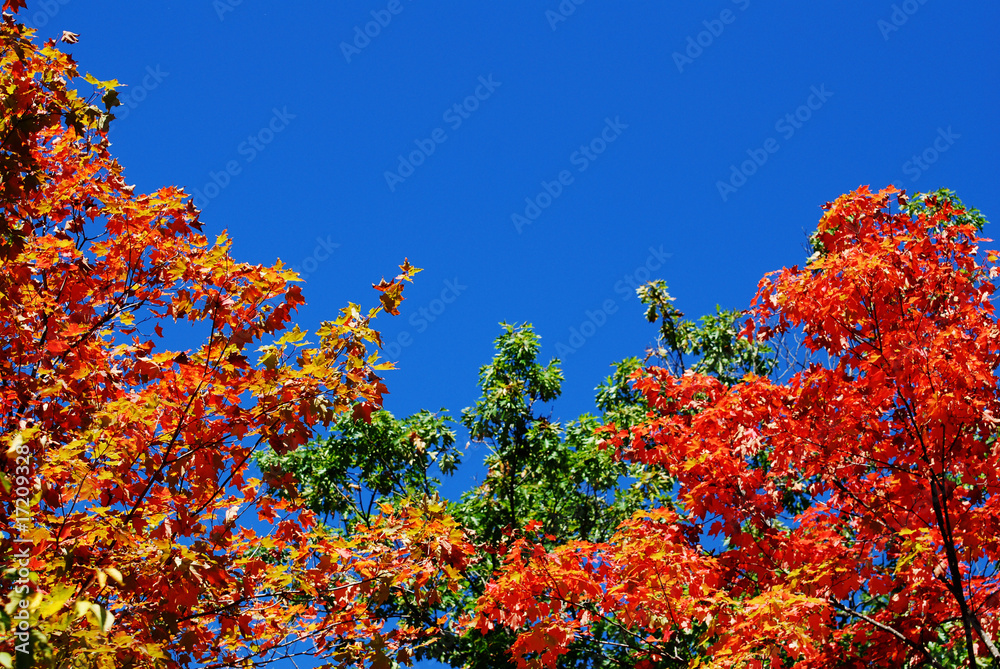 Autumn Brilliance Autumn Brilliance