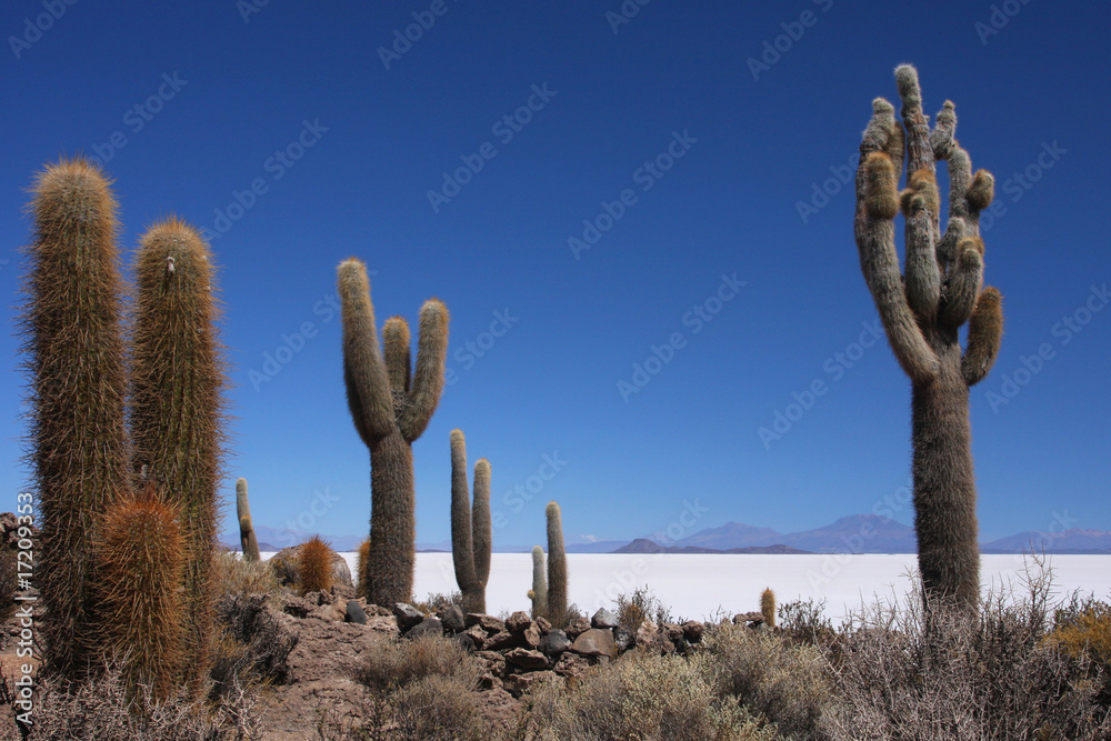 Champ de cactus et salar