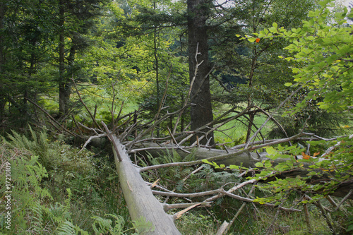 Εκτύπωση καμβά Umgestürzter Baum am Plättig Schwarzwald