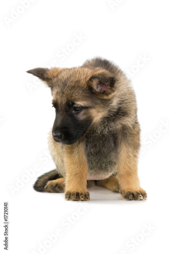 German shepherds puppy