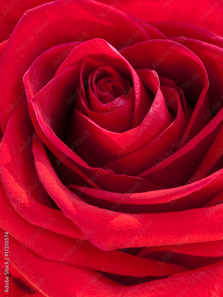 Rose Macro Rose Macro