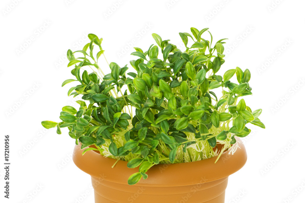 Fototapeta premium Green seedlings growing in the clay pot