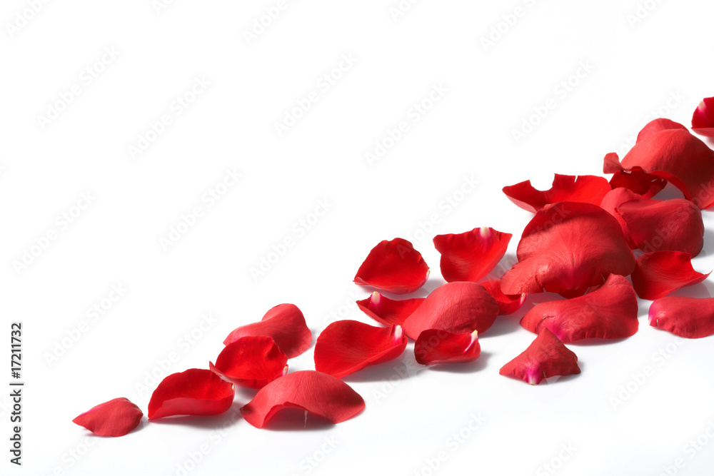 Petals of a rose, on a white background. Petals of a rose, on a white background.
