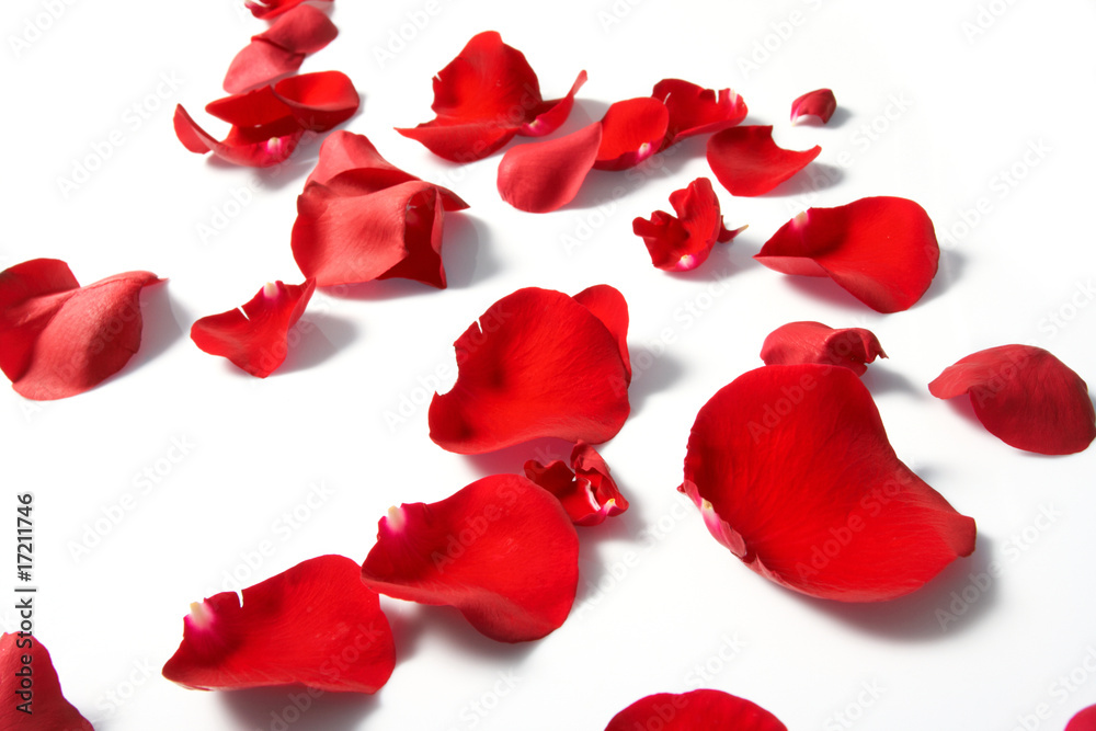 Petals of a rose, on a white background. Petals of a rose, on a white background.
