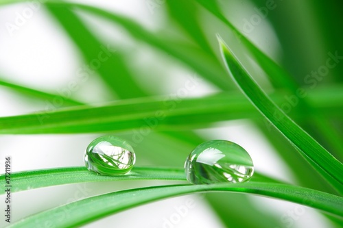 drops with green grass