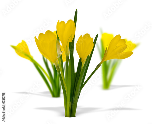 Sternbergia lutea - Crocus jaune d'automne isolé sur blanc