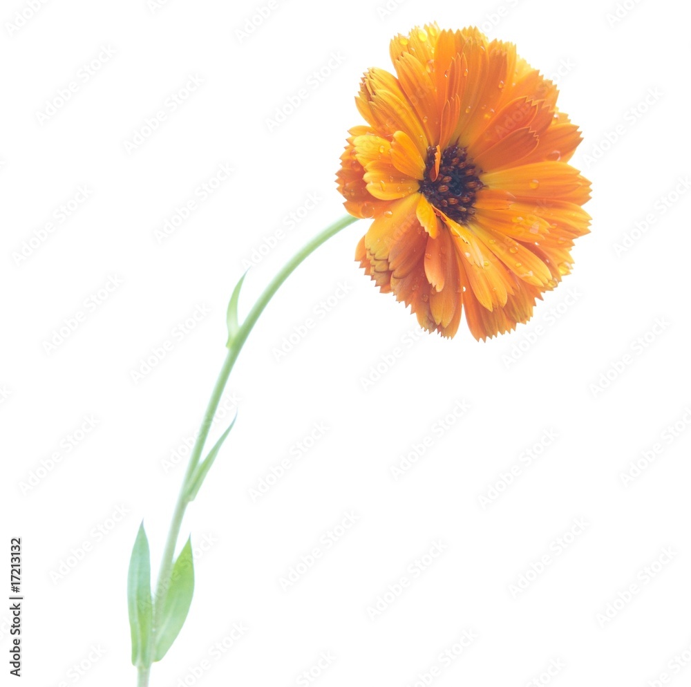 Naklejka premium Flower