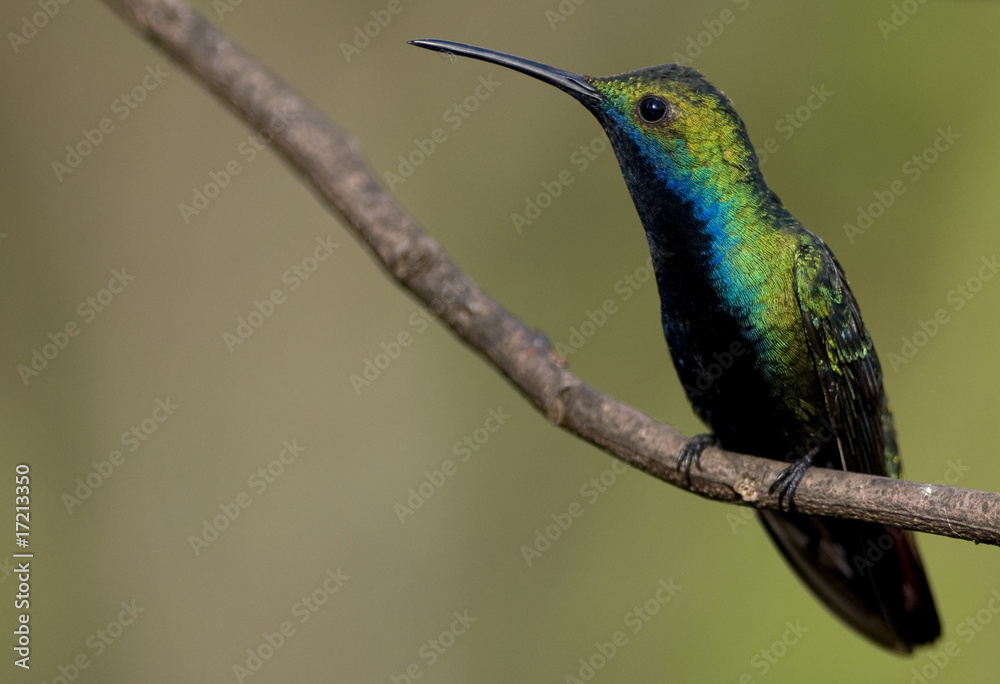 Black-throated Mango. Black-throated Mango.
